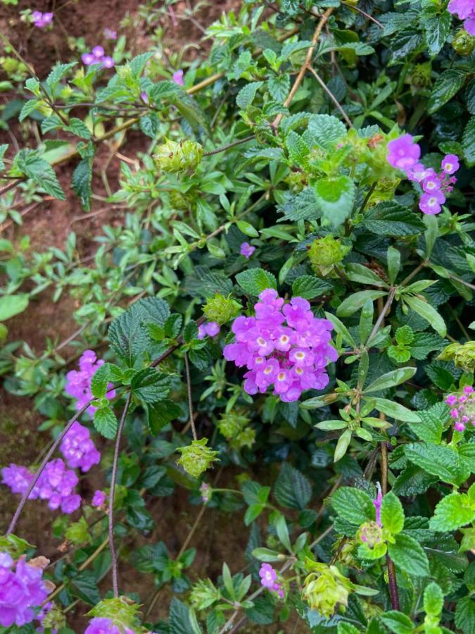 Da Lat Sunshine Garden Hotell Eksteriør bilde