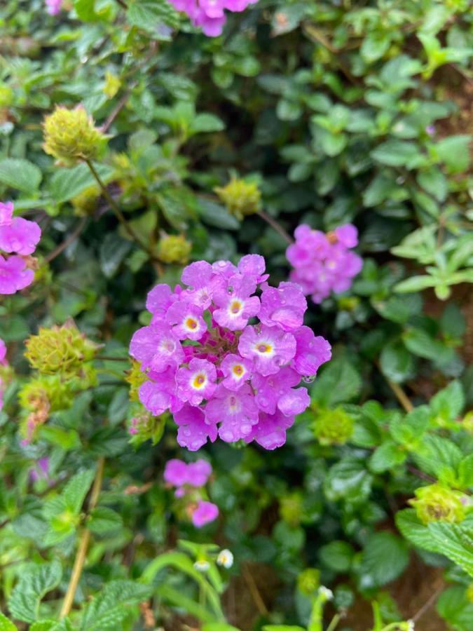 Da Lat Sunshine Garden Hotell Eksteriør bilde